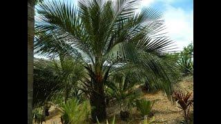 Parajubaea Palm tree Planted on Salt Spring Island