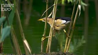 The Secretive Little Bittern (Ixobrychus minutus) Caught In Action