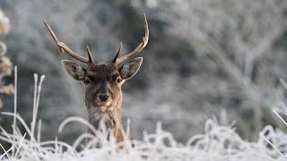 Winter in de Amsterdamse Waterleidingduinen