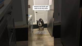 reasons my husky got mad at me this week #husky #huskytantrum #huskies #funnydogs