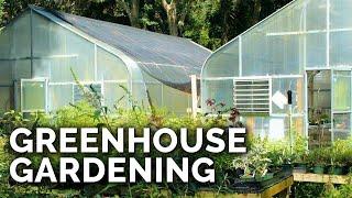 Greenhouses 101: Everything You Need to Know