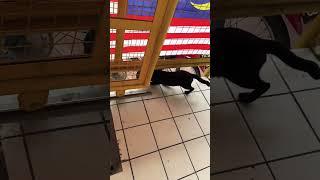 Nice encounter with this black alley cat  #shortsvideo #cat #catlover