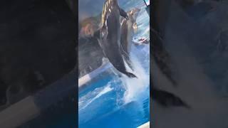 pyari dolphins ️dolphin show in dubai ️ #youtube #viral #dolphins #trending #shorts #viral