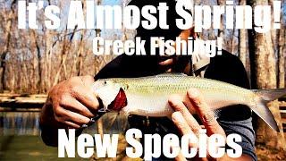 Ultralight Creek Fishing Hays Nature Preserve. Awesome day out on the water multi-species fishing.