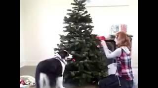 クリスマスツリーの飾りつけを手伝う犬