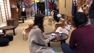 Fun at the Mame Shiba Inu Cafe in Tokyo!