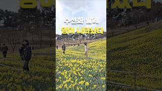 지리산 수선화축제  양 먹이주고 요거트까지?! 치즈랜드 리얼후기