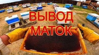 Как вывожу маток/сибирский пчелоблог