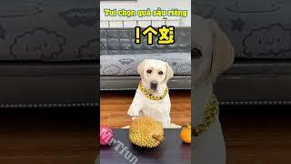 Con chó bá đạo #79 | Cười muốn xỉu luôn các bạn ạ