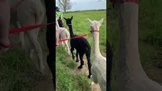 Alpaca Walking Experience in North Yorkshire #alpacas #alpacawalking #experience #yorkshire