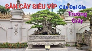 Vườn cây SIÊU VÍP của ĐẠI GIA NỔI TIẾNG anh TRƯỜNG GIẤY - TP Hải Dương .