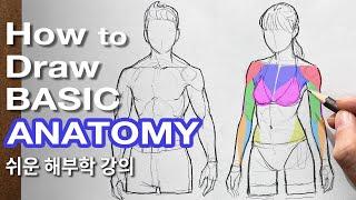 How to Draw a Basic Anatomy for beginners :) Tutorial