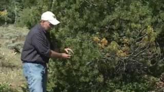 Wyoming's Forests