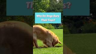 Dog Instincts Unleashed Part 3 #dog #dogs #doglover #dogshorts #puppy #pets #waggypurrs #funny