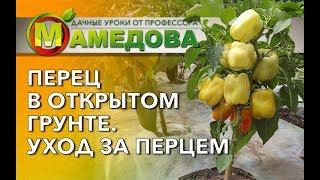  Как вырастить перец в открытом грунте? Уход за перцем.