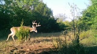 Whitetail deer Age progression