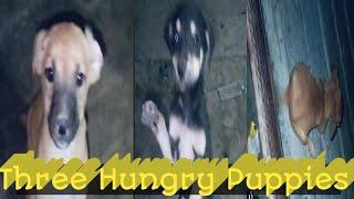 Three Hungry Puppies at night #Puppies #doglover #animals #homelessanimals @animals & Birds 2407