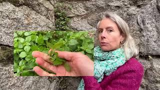 La pariétaire - plante sauvage comestible méconnue