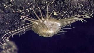 3 Unknown ROV Findings from the Deep Ocean Still Unexplained in 2024