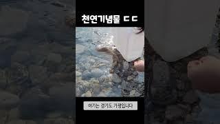 평생동안 한 번도 보기 힘든 물고기