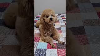 아빠 출근전 너무 좋아하는 푸들 해피(^^)/~~~