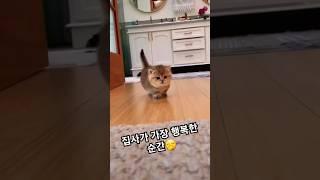 집사가 부르면 달려오는 아깽이 #아깽이 #아기고양이 #귀여운아기고양이 #cutecat #kitty #lovelycats