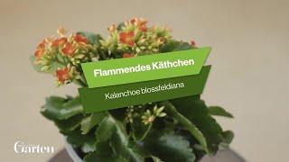 Flammendes Käthchen: Tipps zur Pflanzung und Pflege