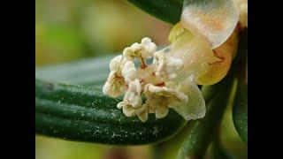 Spring Flowers!   Yew (Taxus baccata) male flowers and pollen