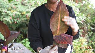 Beginners guide to Canna lily propagation | Dividing the tubers