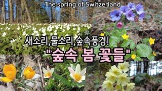 4K, 스위스의 자연, 숲속의 풍경, 새소리, 봄꽃, 들꽃, 봄풍경, 물소리! the spring scenery of Switzerland, the sound of birds!