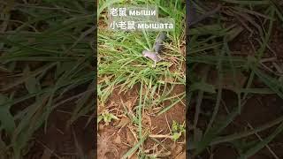 Мышь по китайски - 老鼠(Лао шу)。Живой пример ТГ канал: https://t.me/+LS_X0H1NsW8wNDdi