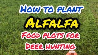 How to plant alfalfa food plots for whitetail deer hunting. #deer #hunting #foodplots #plots #diy