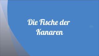 Die Fische der Kanaren Teil 1