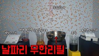 날파리 1000마리를 잡아낸 최강 날파리 트랩은?