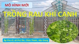 Trồng rau khí canh - Mô hình nông nghiệp mới tại Hậu Giang | Khuyến nông của mọi nhà