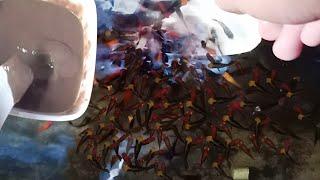 BEST DIY FISH FOOD, high in protein, good for fry, breeder and other small fish,