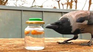 Wild crow visits woman daily to play games