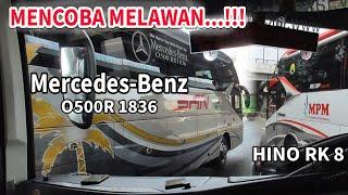 BUS MPM MENGEJAR BUS SAN DENGAN CHASIS PREMIUM || HINO VS MERCEDES-BENZ