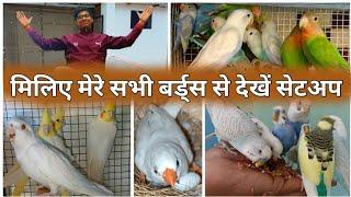 See all my birds || visit Bikaner birds information setup || exotic bird big setup || budgies parrot