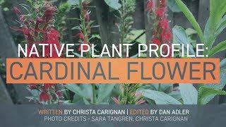 Cardinal Flower - Native Plant Profile