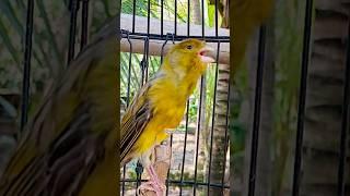 Instantaneamente, fazer um ramo de onda donial! #planetkicau #birds #canarios