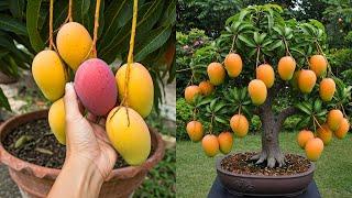 Propagating Mango Trees from Cuttings: Simple Tips and Tricks