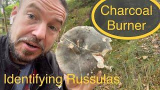 Foraging mushrooms ; charcoal burner - Russula identification