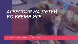 Агрессия на детей во время игр до обучения в Школе Антуана Наджаряна #воспитаниесобак #кинология