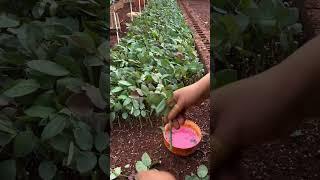 Rose planting process, #shorts #youtubeshorts #agriculture #diy #farming #satisfying #trending