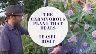 The Carnivorous Plant that Heals | Teasel Root