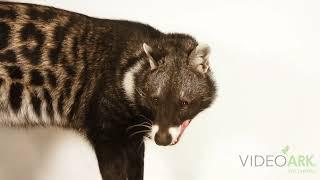 An African civet (Civettictis civetta australis) at Safari North in Brainerd, Minnesota.