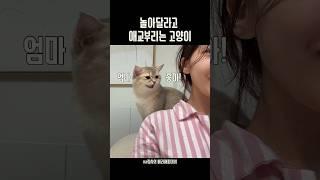 애교 폭발하는 고양이🫠🩷
