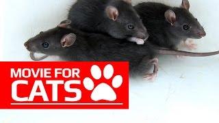 MOVIE FOR CATS -  BLACK RATS (ENTERTAINMENT VIDEOS FOR CATS TO WATCH)