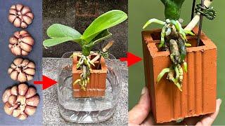 Unexpectedly, this easy growing method immediately revived all rotten orchids